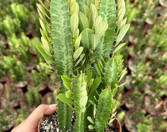 Euphorbia Trigona 'african Milk Tree' Cactus - Etsy