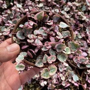 May include: A small pot of pink and green variegated succulent plants with heart-shaped leaves.