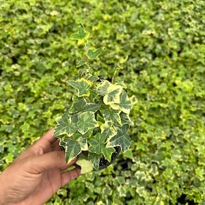 Hedera Buttercup - Etsy