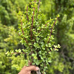 May include: A bundle of green succulent plants with small, rounded leaves and reddish-brown stems. The plant is held in a person's hand, with a blurred green background of other plants.