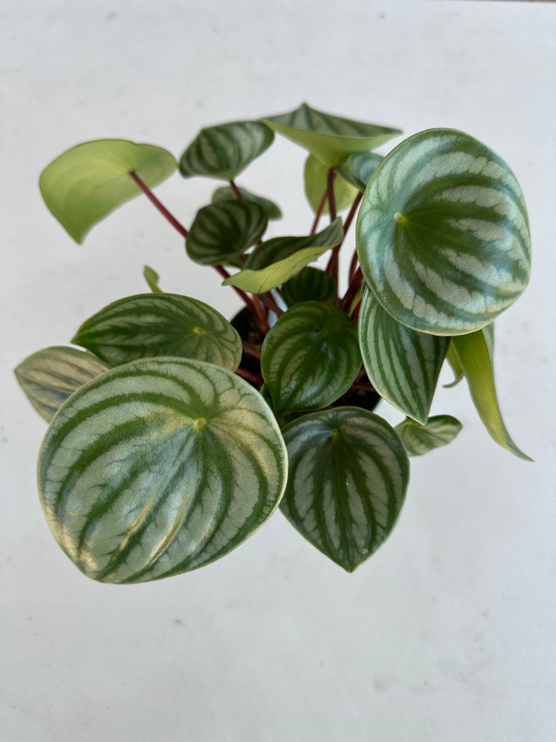 Peperomia Watermelon 4” - Etsy