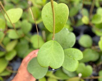 May include: A Hoya kerrii plant featuring distinct heart-shaped, succulent green leaves attached to thin, upright stems. The foliage displays a smooth texture with subtle veining, and small water droplets are visible on the leaf surfaces.