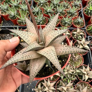 haworthia tessellata