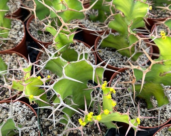 Euphorbia grandicornis 6”