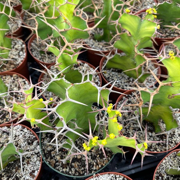 Euphorbia grandicornis 6”