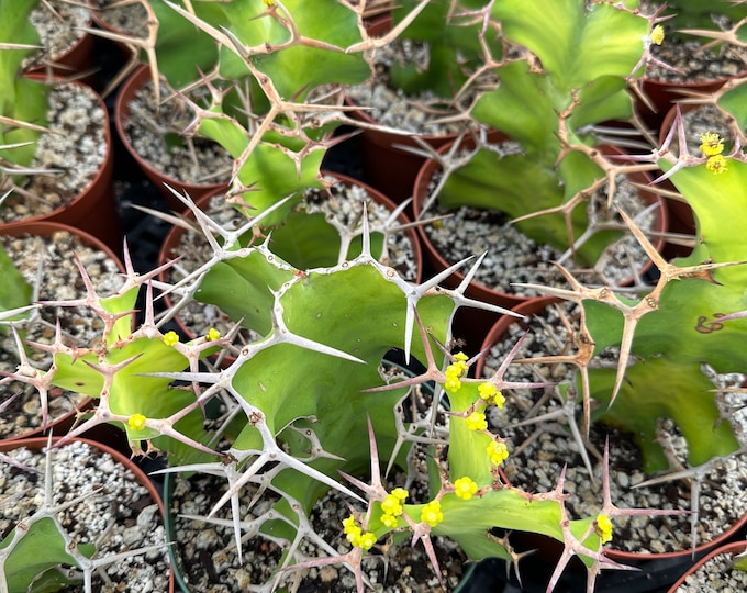 Euphorbia Grandicornis Area 51 Cactus (euphorbiaceae) – Urban Tropicals