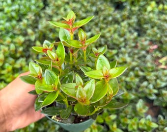 Goldfish Plant Live Houseplant – 4” Pot – Unique Orange Blooming Tropical Plant – Easy Indoor Hanging Plant
