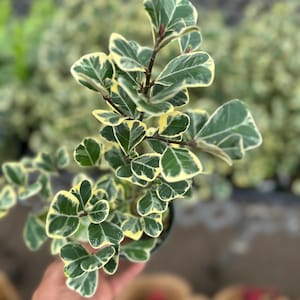 Ficus Triangularis Variegated 4” container