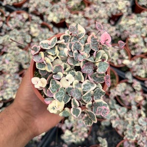 May include: A variegated string of hearts plant in a small terracotta-colored plastic pot. The plant features numerous heart-shaped leaves with a mix of green, cream, and pink variegation, trailing over the edges of the circular container.