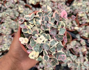 Variegated String of Hearts Plant Live Houseplant | Ceropegia Woodii Variegata | Rare Trailing Succulent | 4 Inch Pot