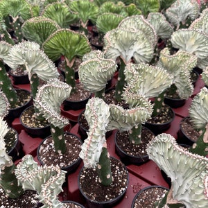 Rare Euphorbia Lactea Cristata, Coral Cactus