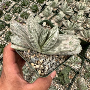 Rare Gasteria 'Sakura Fuji'