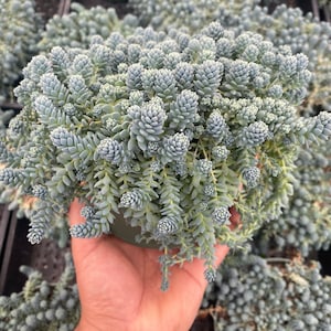 Sedum Major