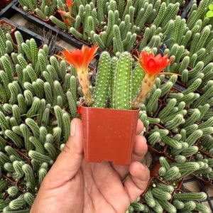 Peanut Cactus