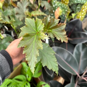 May include: Close-up of a variety of green plants. The foreground features a plant with large, light green leaves with jagged edges. Other plants in the background have dark green and red leaves. The image is taken from a high angle.