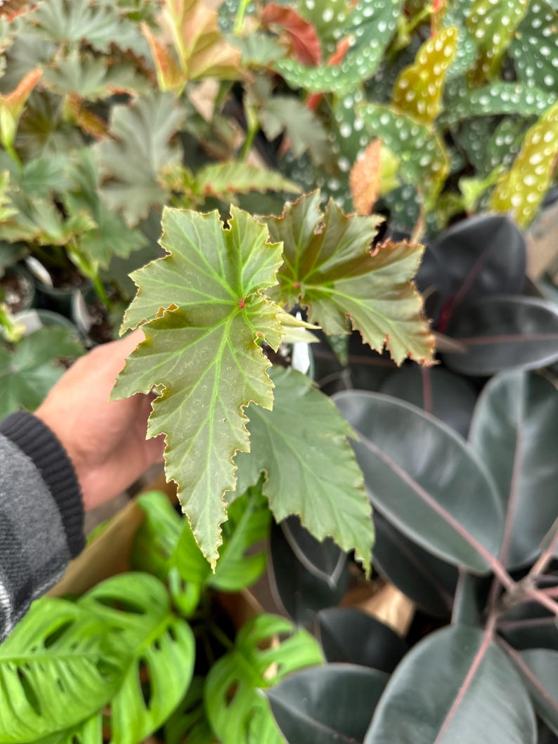 May include: Close-up of a variety of green plants. The foreground features a plant with large, light green leaves with jagged edges. Other plants in the background have dark green and red leaves. The image is taken from a high angle.