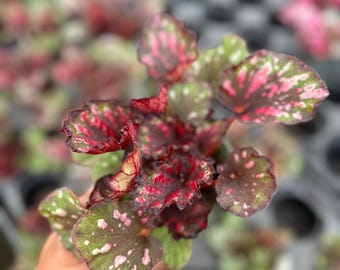 Rex Begonia, "Mini Tucson Bonfire”, rare begonia 4”