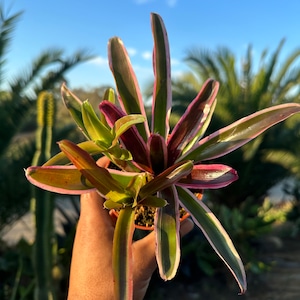 Blushing Bromeliad