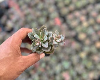 Echeveria Chroma