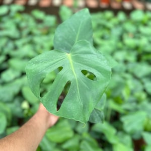 Monstera Deliciosa