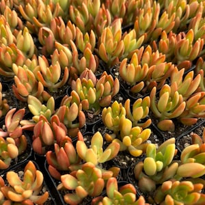 May include: A close-up of a group of small succulent plants in individual pots. The plants have fleshy, pointed leaves in shades of green, yellow, and orange.