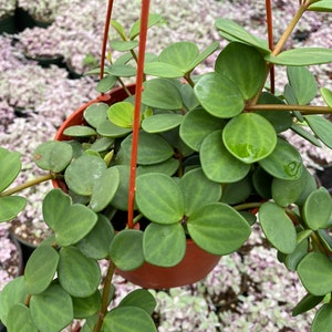 Rare Live Peperomia Hope Peperomia Rotundifolia Trailing Plant in 4” Pot