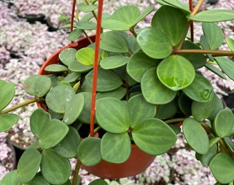 Rare Live Peperomia Hope Peperomia Rotundifolia Trailing Plant in 4” Pot