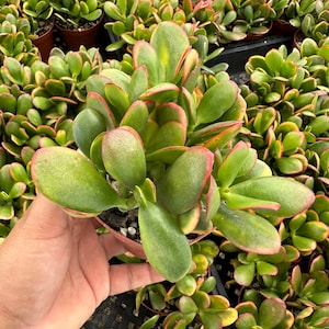 Crassula ovata &#39;Hummel&#39;s Sunset&#39; - Golden Jade