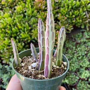 PIckle Plant, Senecio stapeliiformis, Candle Stick plant