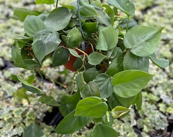 best soil mixture for monstera Monstera Houseplant Potting Soil Mix