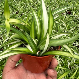 Spider Plant Hawaiian 6”