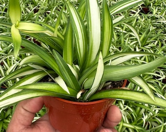 Spider Plant Hawaiian