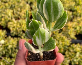 Tricolor Jade