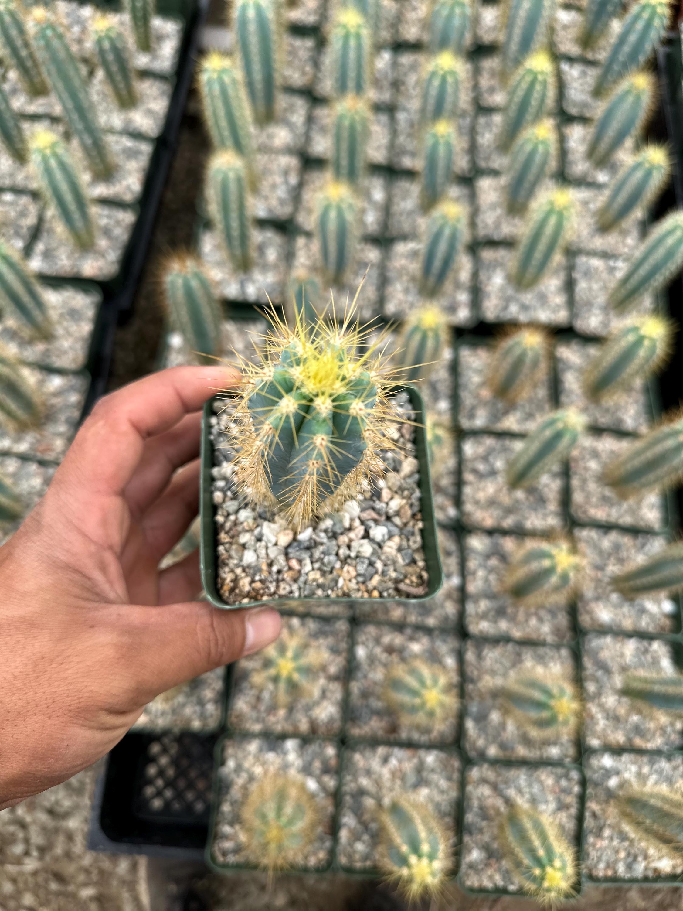 Pilosocereus Pachycladus, Blue Torch Cactus, Rare Cactus 3.5” - Etsy