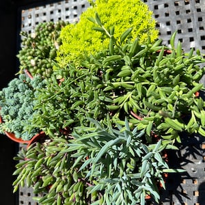 May include: Assortment of succulent plants in small pots. The plants are a mix of green and blue-green colors. The plants are arranged in a black tray with a grid pattern.