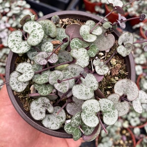 May include: A potted String of Hearts plant, featuring heart-shaped leaves with a mottled green and silver pattern. The plant has trailing stems and is in a brown plastic pot. Other similar plants are visible in the background.