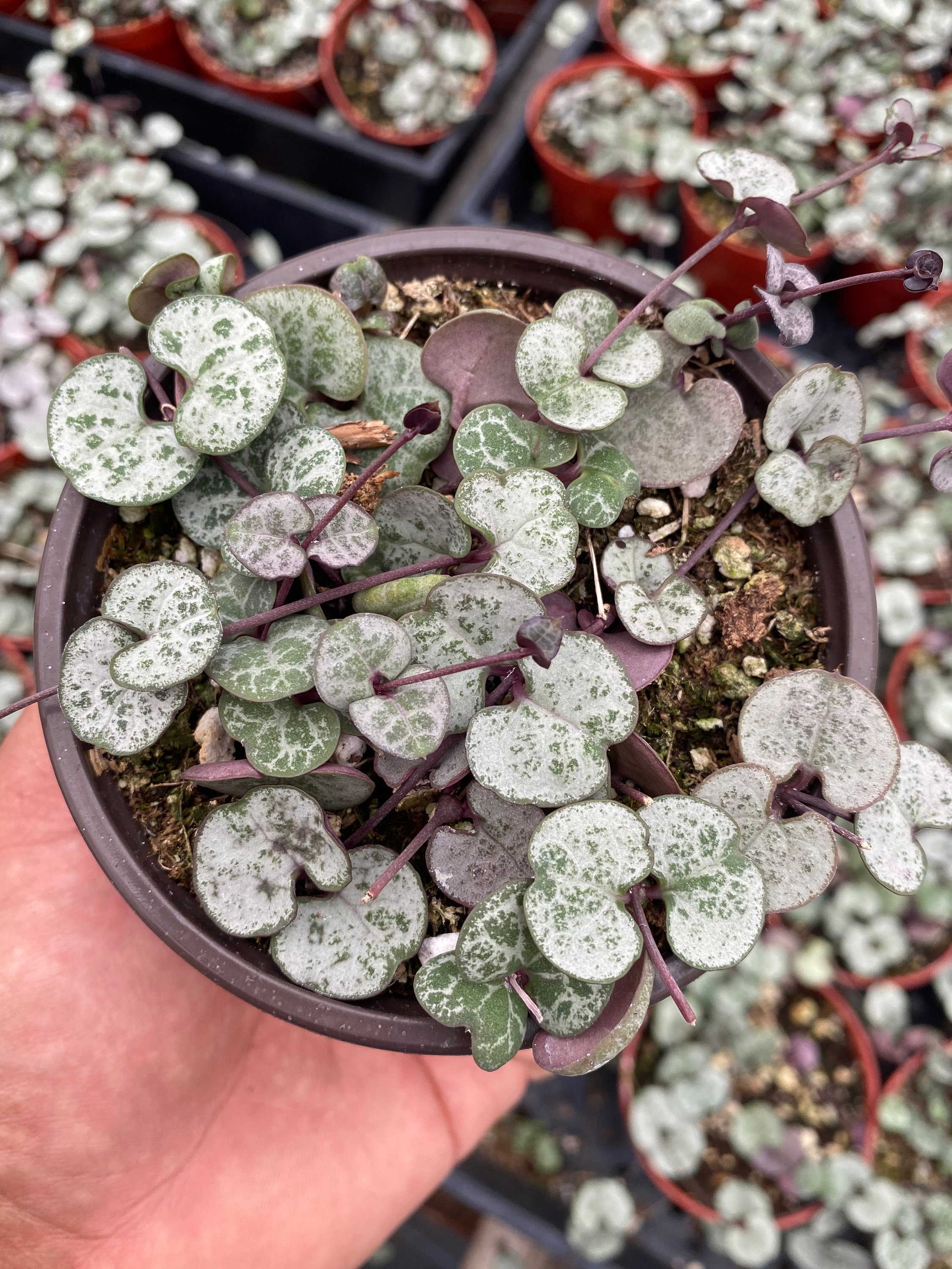 Ceropegia Woodii silver Glory String of Hearts Etsy