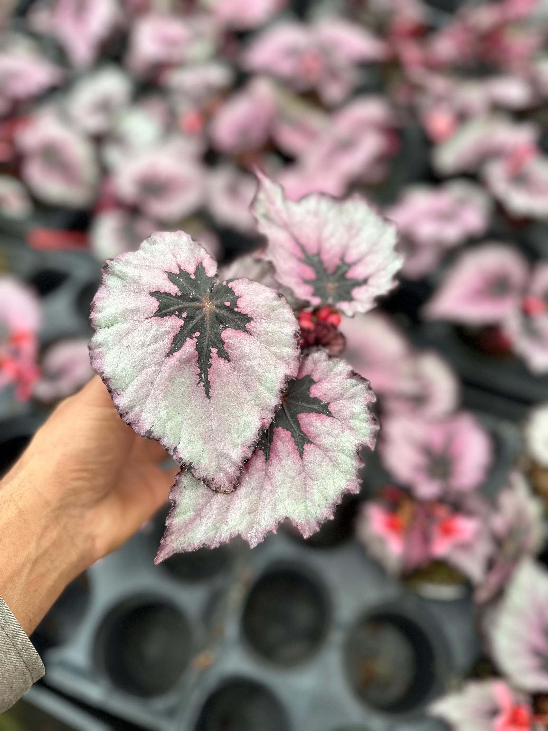 Rex Raptor Blush Rex Begonia ‘mazatlan Blush’ 4” - Etsy