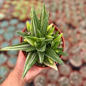 Golden Toothed Aloe - Aloe nobilis variegata