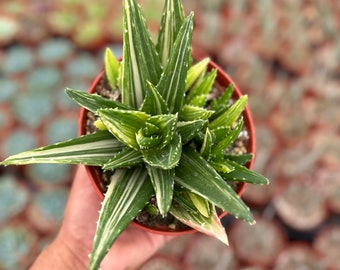 Golden Toothed Aloe - Aloe nobilis variegata