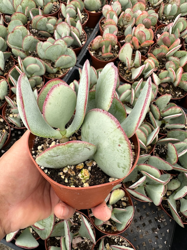 Silver Dollar Jade, Crassula arborescens