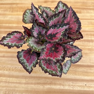Rex Begonia Mini Marry 4”