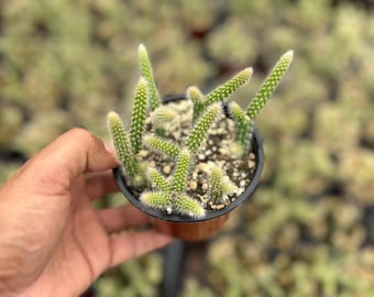 Rat Tail Cactus (Aporocactus flagelliformis) 4”