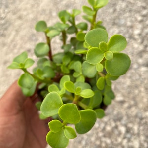 Portulacaria afra