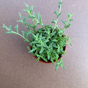 String of dolphins