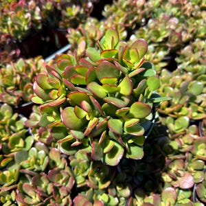Mini jade, small leafed jade tree, Dwarf Jade Plant