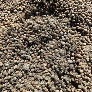 May include: A close-up image of a large pile of brown animal droppings. The droppings are round and have a rough texture.