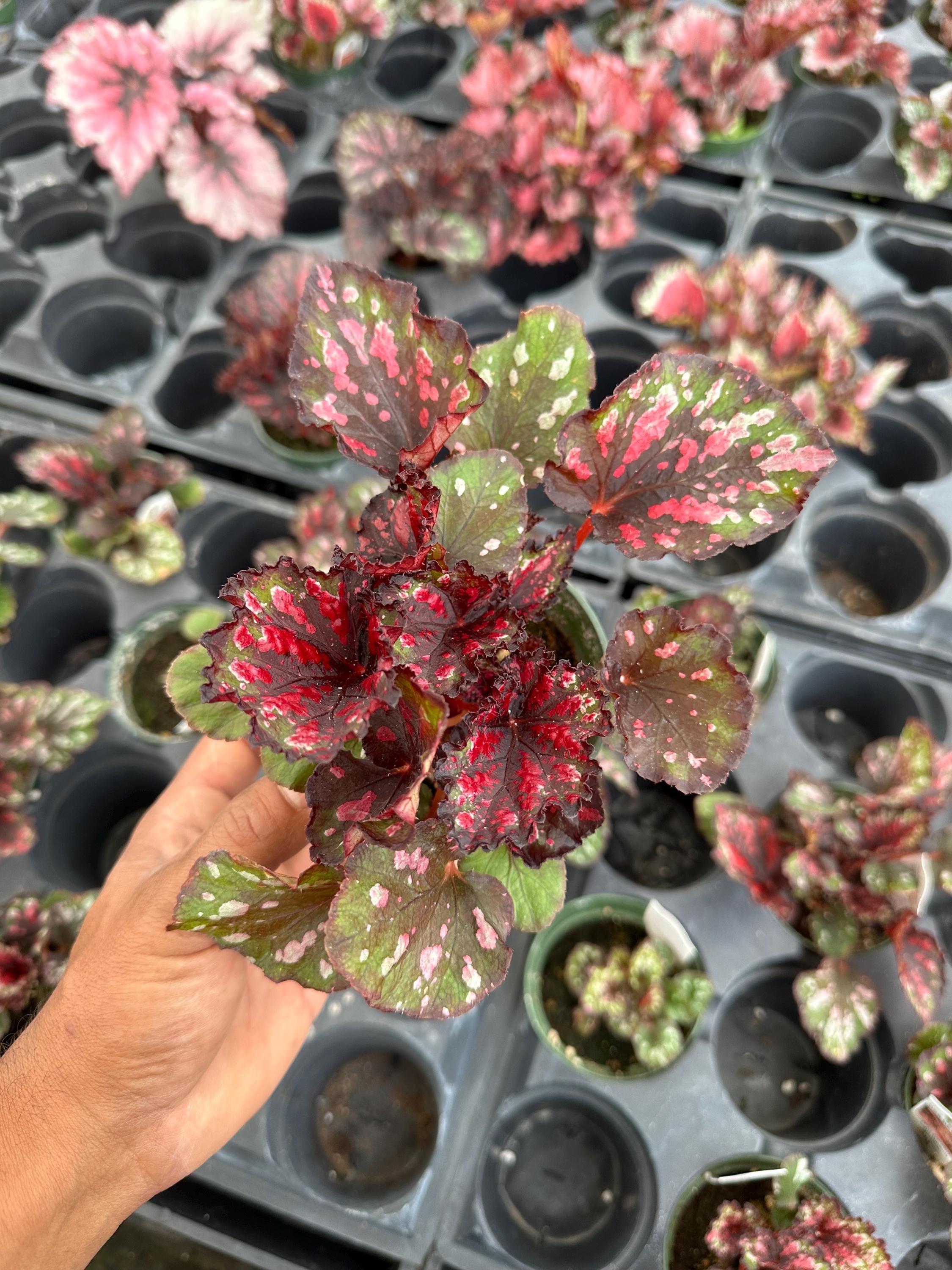 Rex Begonia, 