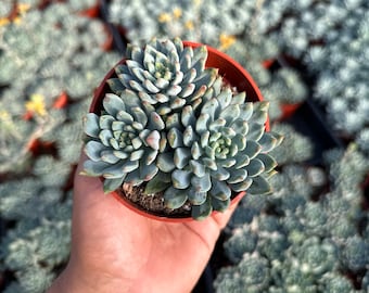 Blue Elf Echeveria