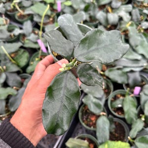 May include: A close-up of a Hoya plant with dark green, textured leaves. The plant is in a small green pot, and the background shows many similar plants. The leaves have a slightly waxy appearance.